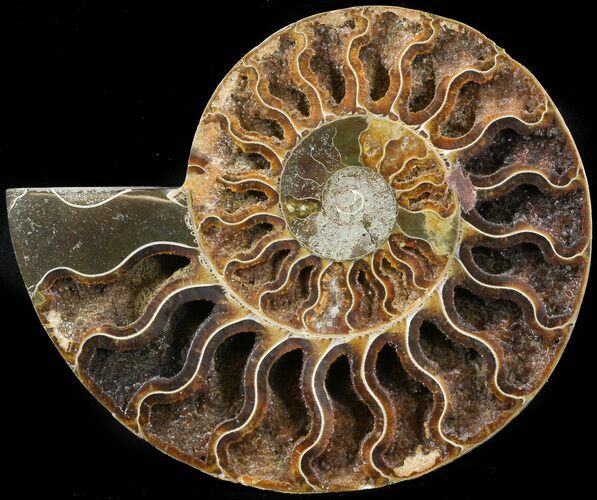 Cut Ammonite Fossil (Half) - Agatized #42526